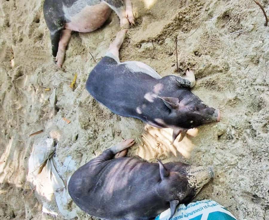 Ko Samui: Pig Island Snorkeling and Koh Tan Speedboat Tour - Return to Samui and what timing feels like