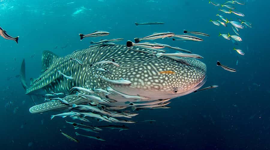 Ko Tao: Open Water Scuba Diving 4-Day Course - Day 2, 10:00 AM classroom then pool skills at noon