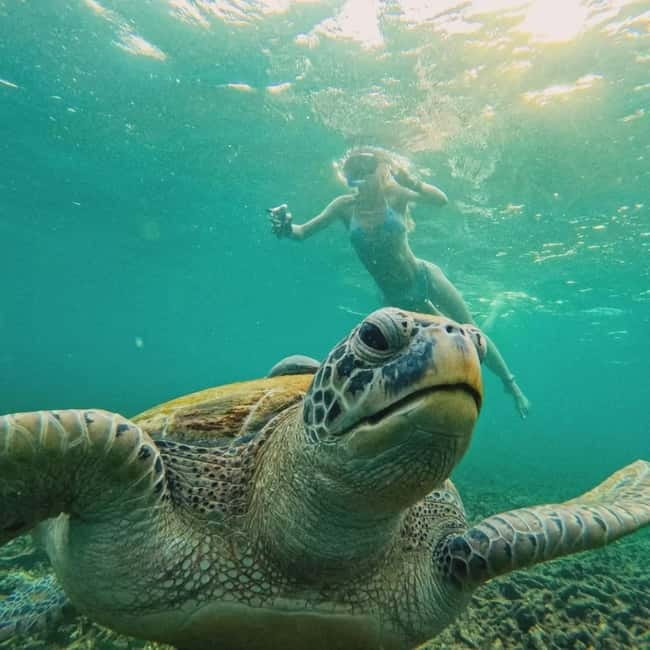 Ko Tao: Tao-Nangyuan Snorkeling Day Trip with Meals & Sunset - Shark Bay: shallow watching, turtles, and blacktip reef sharks