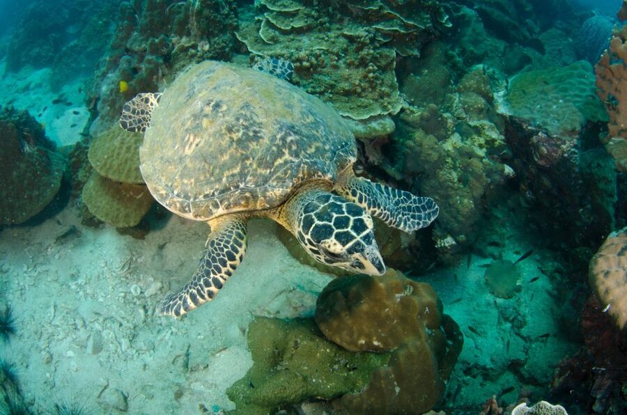 Koh Chang: 1-Day Dive Trip to Top Underwater Sites - What to Bring So the Day Runs Smooth