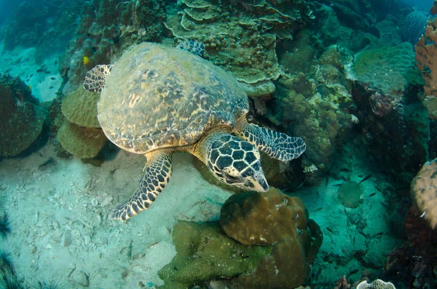 Koh Chang: 1-Day Dive Trip to Top Underwater Sites - The Underwater Setup: Gear, Briefing, and a Real Guide