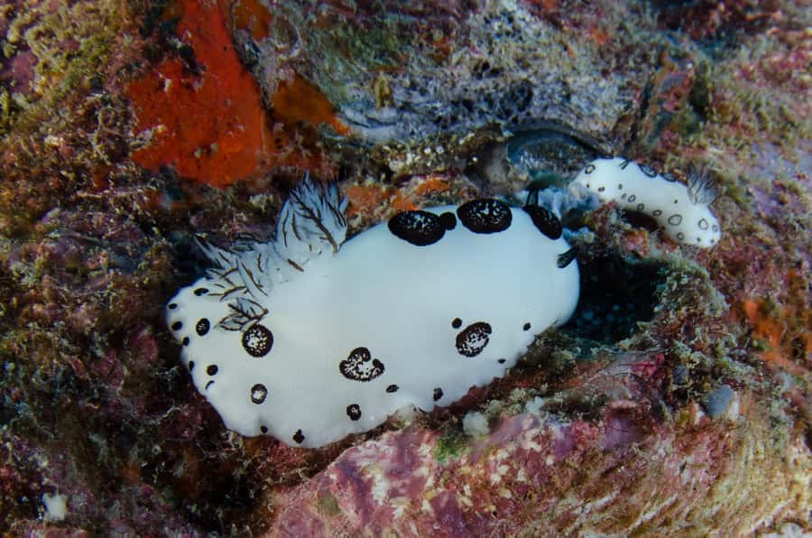 Koh Chang: 1-Day Dive Trip to Top Underwater Sites - Lunch, Drinks, and Boat Comfort That Actually Help