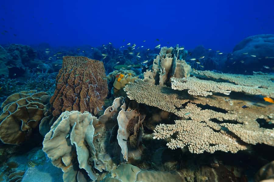 Koh Chang: 1-Day Dive Trip to Top Underwater Sites - Price and Value: Is $107 a Good Deal?