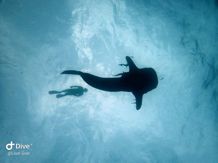 Koh Chang: 1-Day Dive Trip to Top Underwater Sites - Who This Trip Suits Best