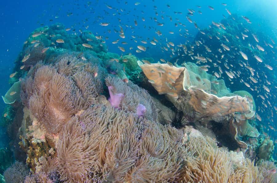 Koh Chang: 3-Day PADI Open Water Scuba Dive Course - Key things to know before you go