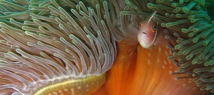 Koh Chang: Discover Scuba Diving for Beginners with 2 Dives - Price and Value: What You Get for Around $160