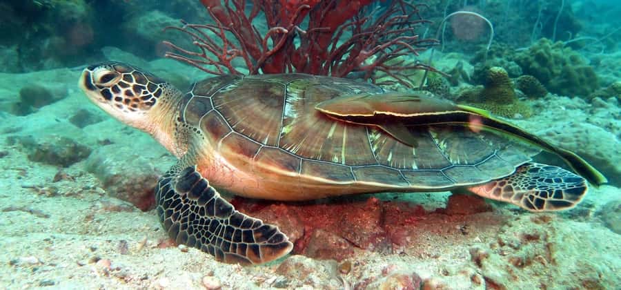 Koh Chang: Discover Scuba Diving for Beginners with 2 Dives - First-Timer Scuba in Koh Chang, No License Needed