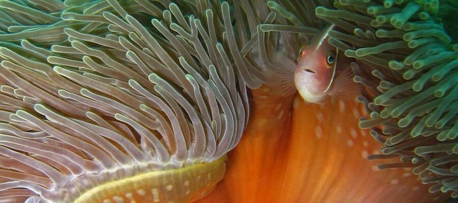 Koh Chang: Half-Day Snorkeling Adventure on a Speedboat - The wildlife you came for: turtles, anemones, and reef fish