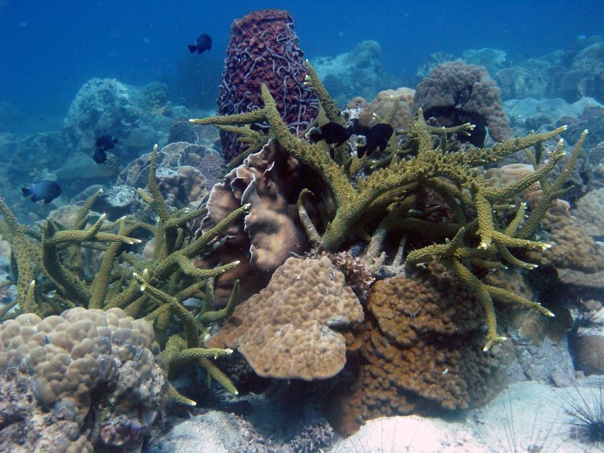 Koh Chang: Half-Day Snorkeling Adventure on a Speedboat - Price and value, plus the Koh Rang park entry fee