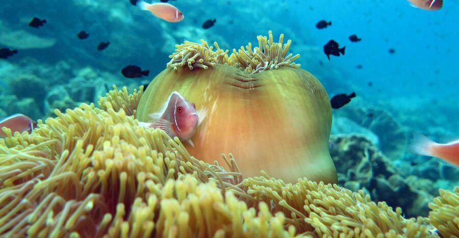 Koh Chang: Snorkeling Trip to Reefs or Wrecks with Lunch - How the snorkeling stops are timed