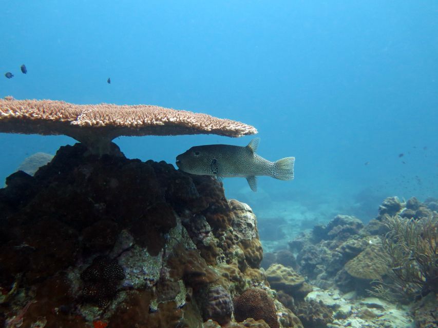 Koh Chang: Snorkeling Trip to Reefs or Wrecks with Lunch - Lunch, fruit, and drinks on board