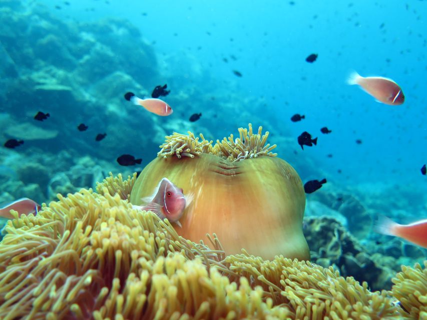 Koh Chang: Snorkeling Trip to Reefs or Wrecks with Lunch - Seasickness, sun, and what to bring
