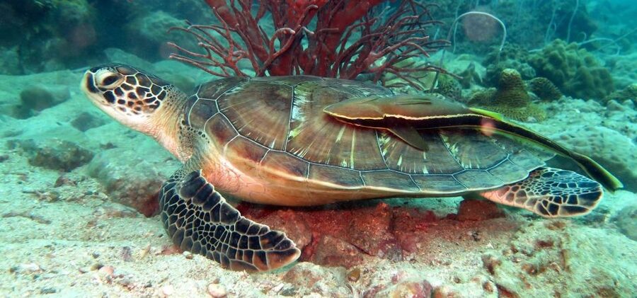 Koh Chang: Snorkeling Trip to Reefs or Wrecks with Lunch - Gear up at BB Divers, then you’re off the clock