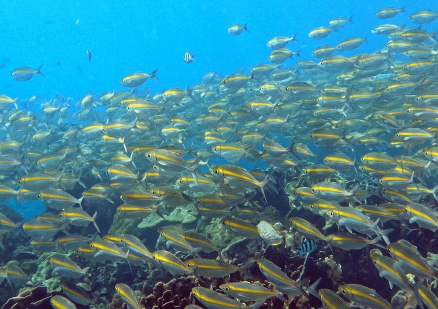 Koh Kood: Snorkeling Speedboat Tour with Lunch and Transfer - Key Things You’ll Notice on This Koh Kood Speedboat Tour