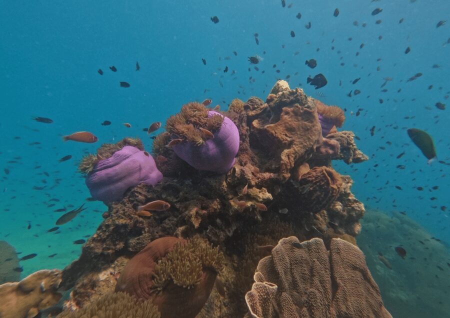 Koh Kood: Snorkeling Speedboat Tour with Lunch and Transfer - Who This Tour Suits Best (And Who Should Skip It)