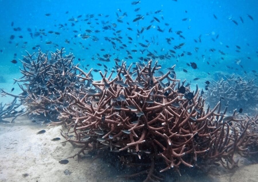 Koh Kood: Snorkeling Speedboat Tour with Lunch and Transfer - Stop 1: Ko Rang Snorkeling and Reef Time