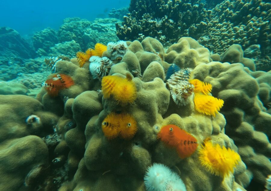 Koh Kood: Snorkeling Speedboat Tour with Lunch and Transfer - Stop 2: Ko Raet Snorkeling, Plus a Break on the Way