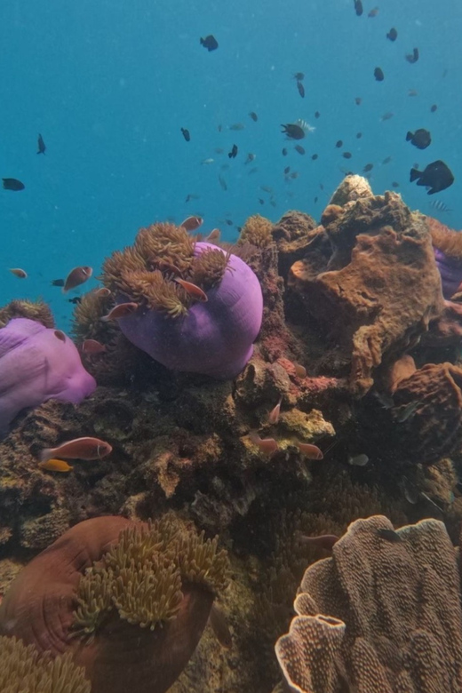 Koh Kood: Snorkeling Speedboat Tour with Lunch and Transfer - Lunch Included: A Set Meal With National Park Views
