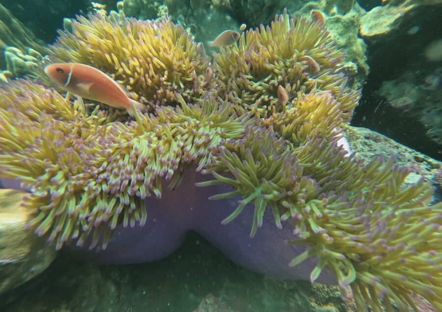 Koh Kood: Snorkeling Speedboat Tour with Lunch and Transfer - Underwater Photoshoot: The One Extra That Helps