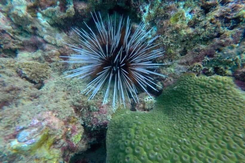 Koh Lanta: 4-Island Adventure Tour to Emerald Cave - Snorkeling at Koh Kradan: shallow reef clarity and real beach breaks
