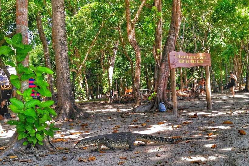 Koh Lanta: Adventure Sea Tour to Koh Rok and Koh Haa - Beach lunch at Ao Man Sai: good food, then you can actually relax