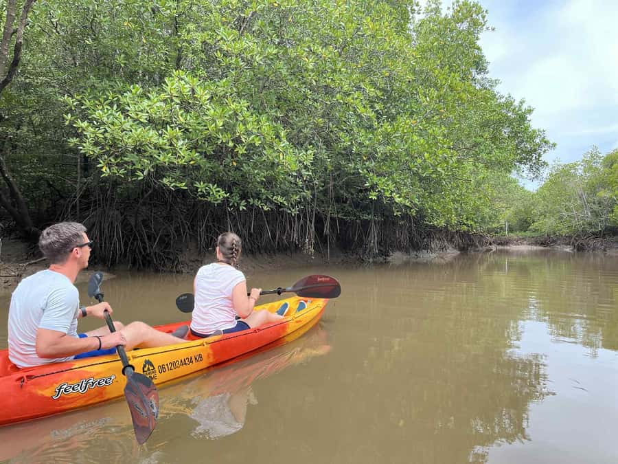 Koh Lanta: Amazon Mangrove Kayaking Tour With Lunch - What You Might See in the Mangroves (Beyond the Roots and Roots Alone)