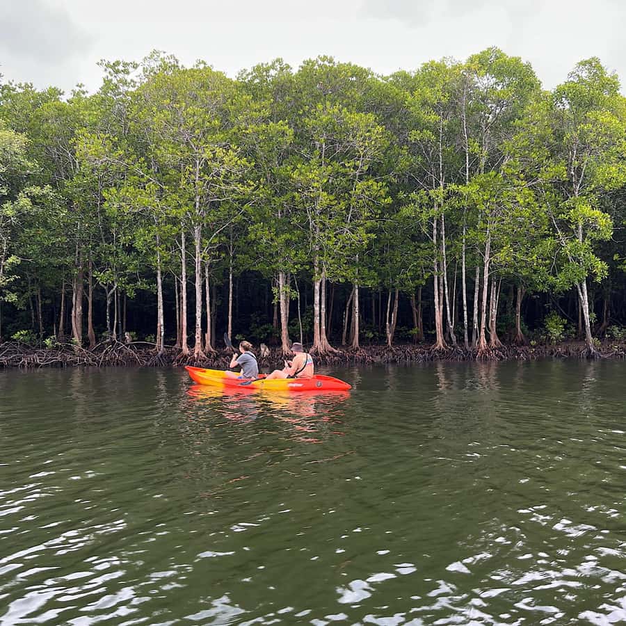 Koh Lanta: Amazon Mangrove Kayaking Tour With Lunch - Ko Lanta District Pickup, Transfer, and How the 4-Hour Timing Works