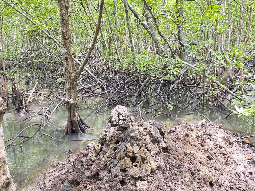 Koh Lanta:Mangrove + Elephant Camp Half Day Tour - Monkey interaction on the boat, what to expect and how to play it smart