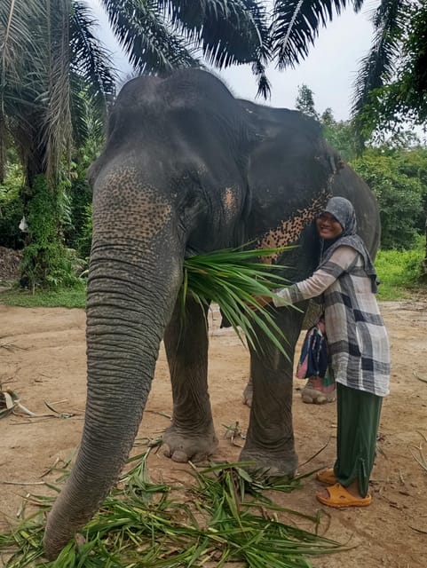 Koh Lanta:Mangrove + Elephant Camp Half Day Tour - Who should book this half-day Koh Lanta tour?