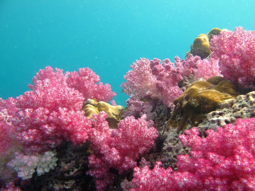 Koh Lipe: 5 Island Snorkeling Trip by Longtail Boat w/ Lunch - The Small-Group Factor and Why It Can Go Either Way