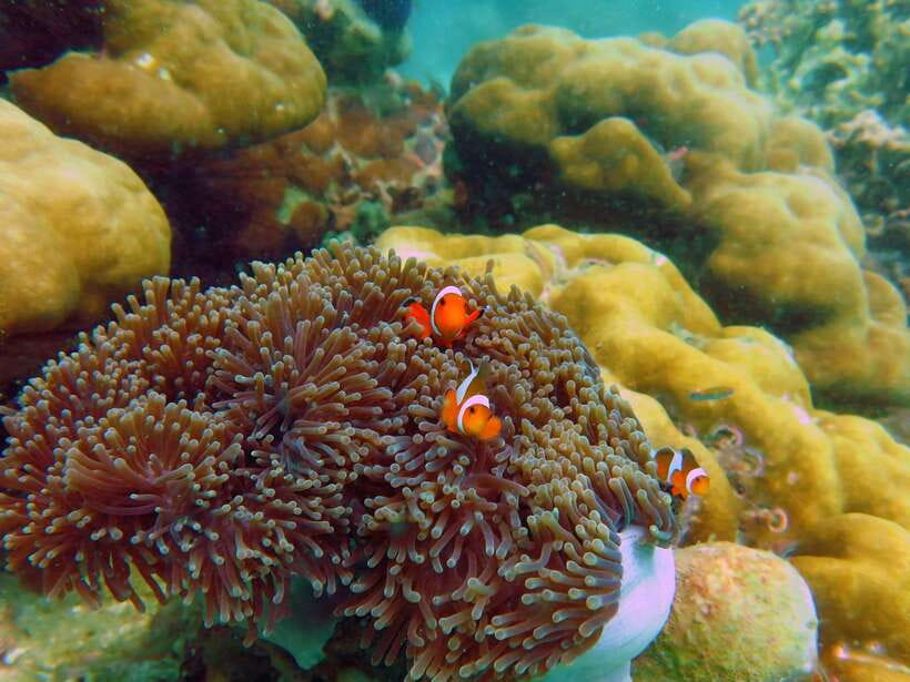 Koh Lipe: 5 Island Snorkeling Trip by Longtail Boat w/ Lunch - Koh Adang, Hundreds of Tropical Fish for the Final Swim