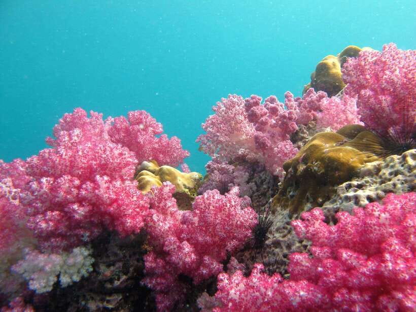 Koh Lipe: 5 Island Snorkeling Trip by Longtail Boat w/ Lunch - From Star Travel on Koh Lipe to Your First Snorkel Stop