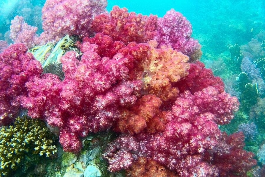 Koh Lipe: Full Day Multi-Island Snorkeling Trip with Lunch - Quick Takeaways Before You Go