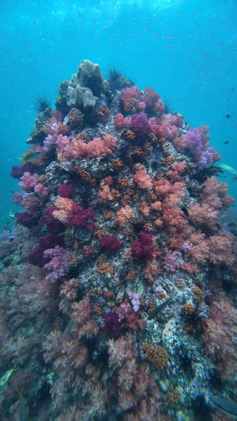 Koh Lipe: Half-Day Snorkelling Trip To 4 Islands 5 Points - Key Points to Know Before You Go