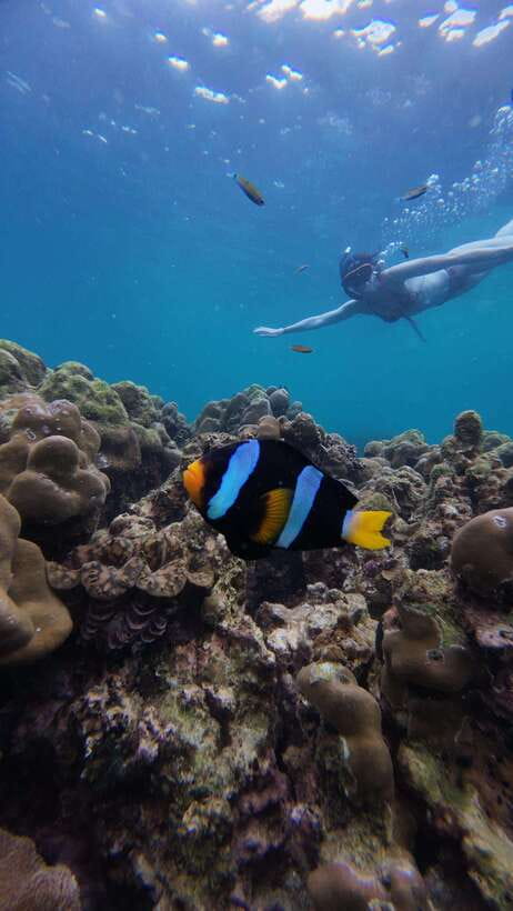 Koh Lipe: Half-Day Snorkelling Trip To 4 Islands 5 Points - Meeting Point and Check-in Timing at Wichit Tour Koh Lipe