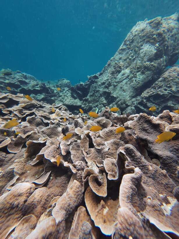 Koh Lipe: Half-Day Snorkelling Trip To 4 Islands 5 Points - Adang Island Finish: Starfish, Lionfish, and Big Coral Variety