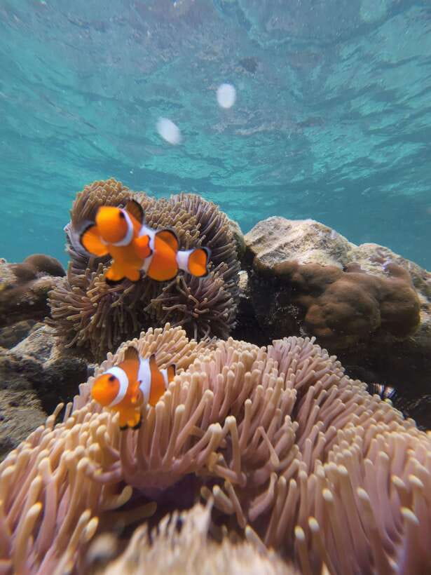 Koh Lipe: Half-Day Snorkelling Trip To 4 Islands 5 Points - What You Get Included, and What You Must Plan Around