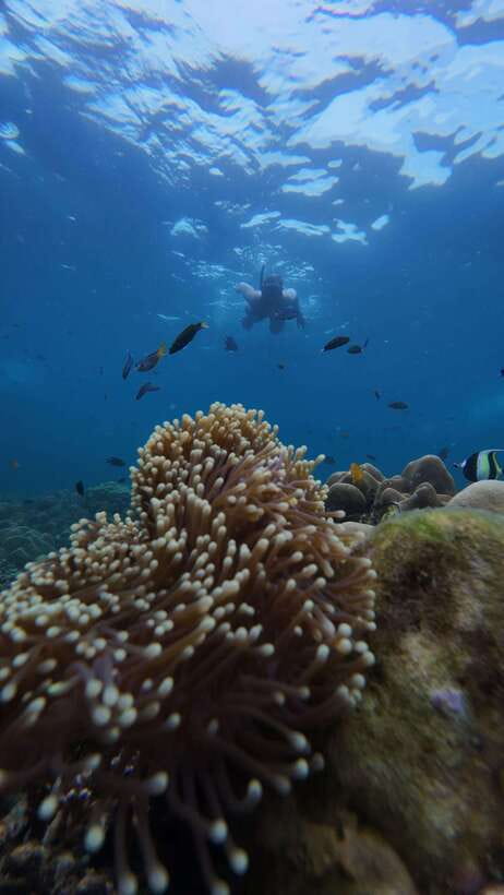 Koh Lipe: Half-Day Snorkelling Trip To 4 Islands 5 Points - The Longtail Boat Experience, Up Close