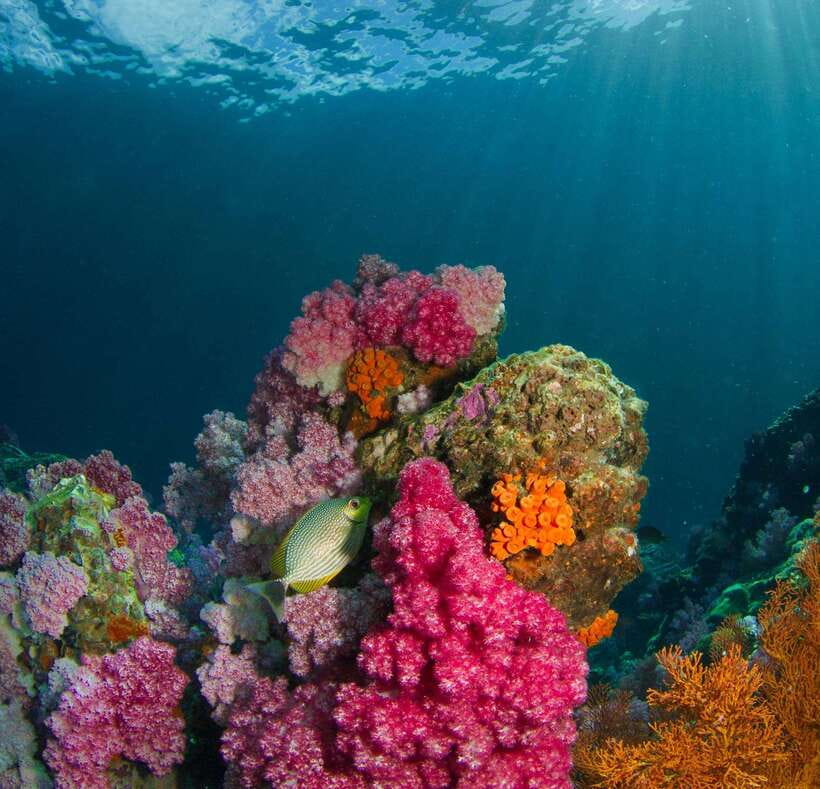 Koh Lipe: Island Hopping by Private Longtail Boat w/ Snorkel - Should you book this private Koh Lipe island hopping tour?