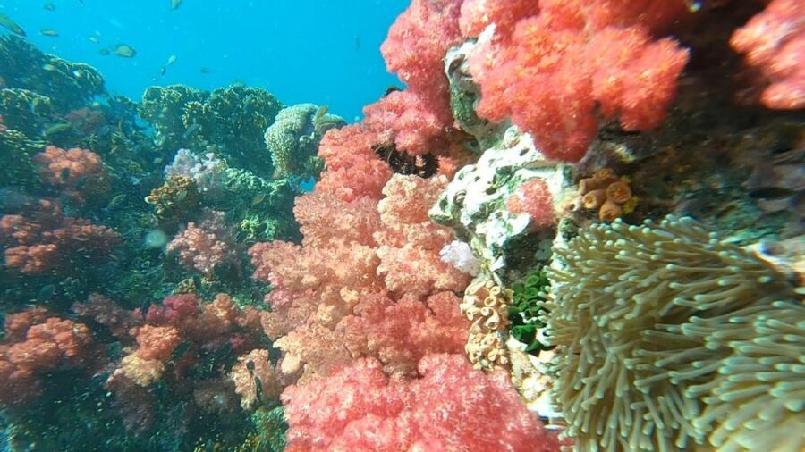 Koh Lipe: Longtail Boat Snorkeling Trip with Lunch - Key Things I’d Plan Around