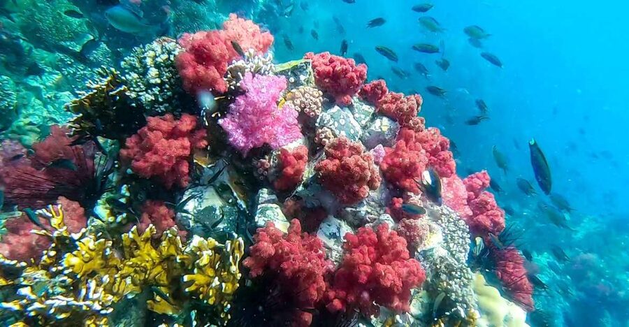 Koh Lipe: Longtail Boat Snorkeling Trip with Lunch - Lunch on Rawi Island: What It Feels Like Mid-Trip