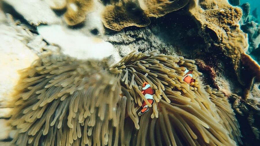 Koh Lipe: Longtail Boat Snorkeling Trip with Lunch - The Snorkel Route: Jabung Island to Hin Ngam