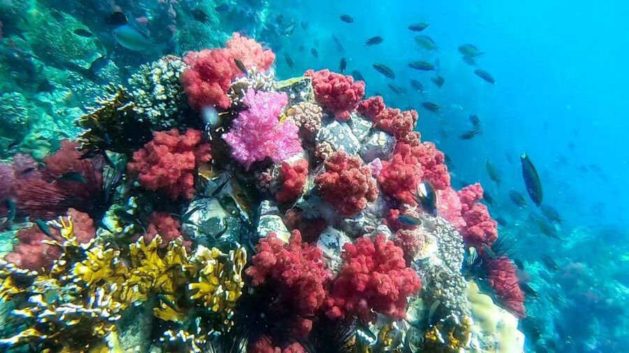 Koh Lipe: Longtail Boat Snorkeling Trip with Lunch - Adang Island: More Coral Variety and Fish Like Clownfish