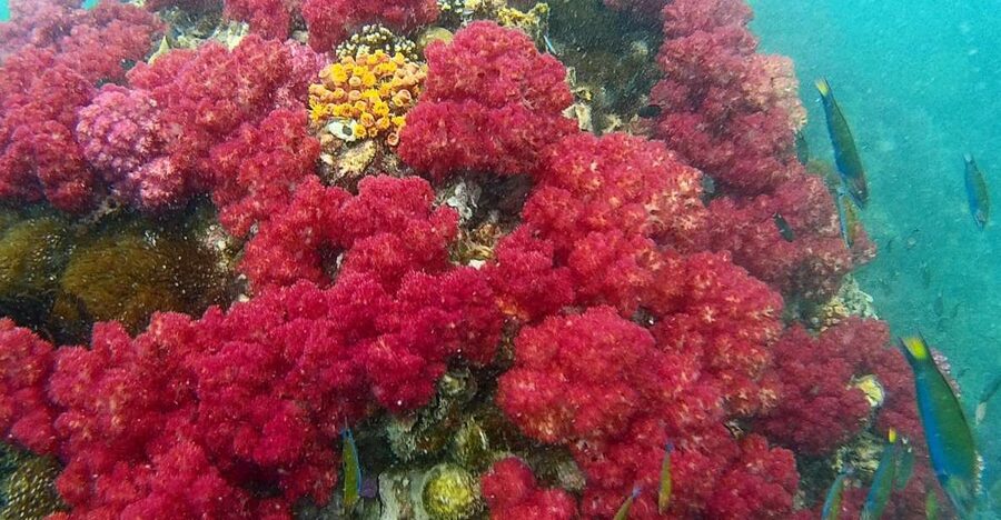 Koh Lipe Snorkeling Trip 6 hours Trip1 - Key Points to Know Before You Go