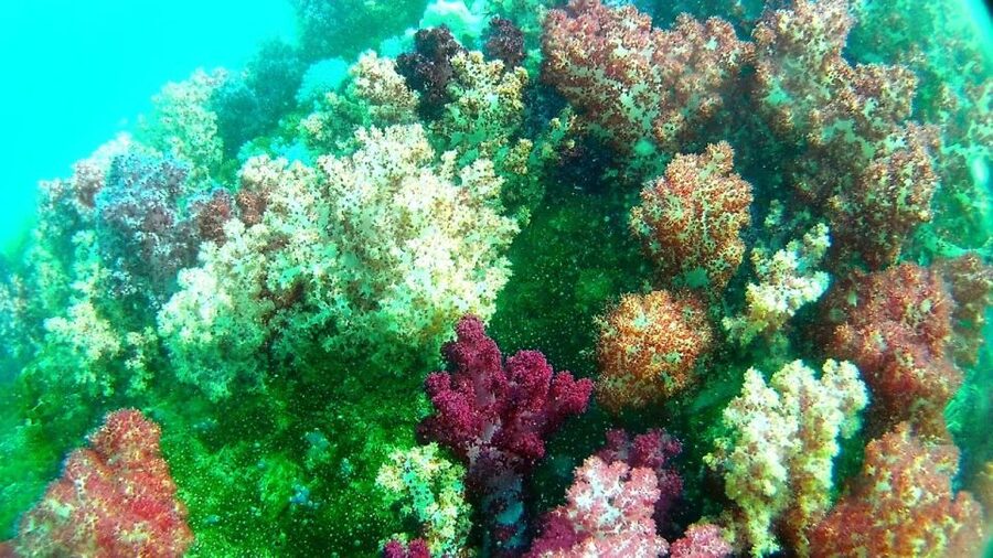 Koh Lipe Snorkeling Trip 6 hours Trip1 - The Main Event: Jabang Channel and the 7-Colored Coral Reef View