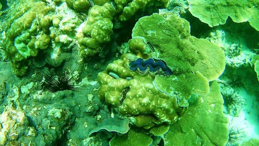 Koh Lipe Snorkeling Trip 6 hours Trip1 - Koh Lipe Snorkeling Trip: What the Half-Day Really Delivers