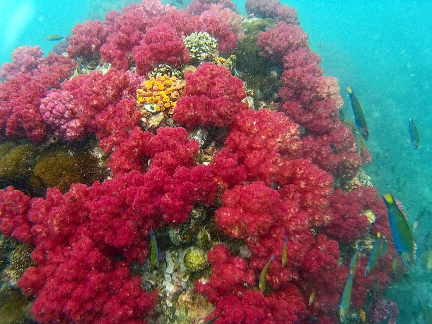 Koh Lipe Snorkeling Trip 6 hours Trip1 - Where You Meet: Pattaya Beach Side and the Purple T-Shirts