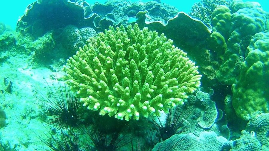 Koh Lipe Snorkeling Trip 6 hours Trip1 - Stop 1: Koh Hin Ngam, Black Rock Beach and Reef Time
