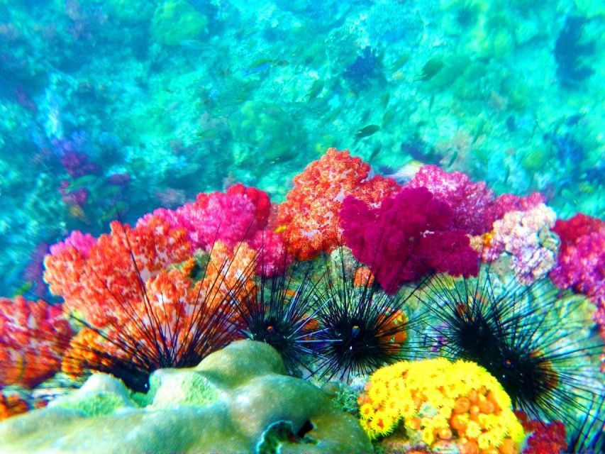 Koh Lipe Snorkeling Trip 6 hours Trip1 - Stop 2: Rawi Island White Sand Break and Lunch on the Beach