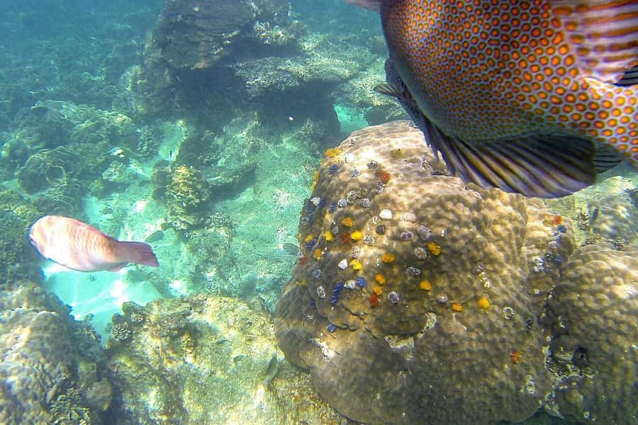 Koh Phangan: Koh Nangyuan & Koh Tao Boat Tour & Snorkeling - Nang Yuan viewpoint hike, what you gain from the climb